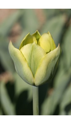 SPRING GREEN
